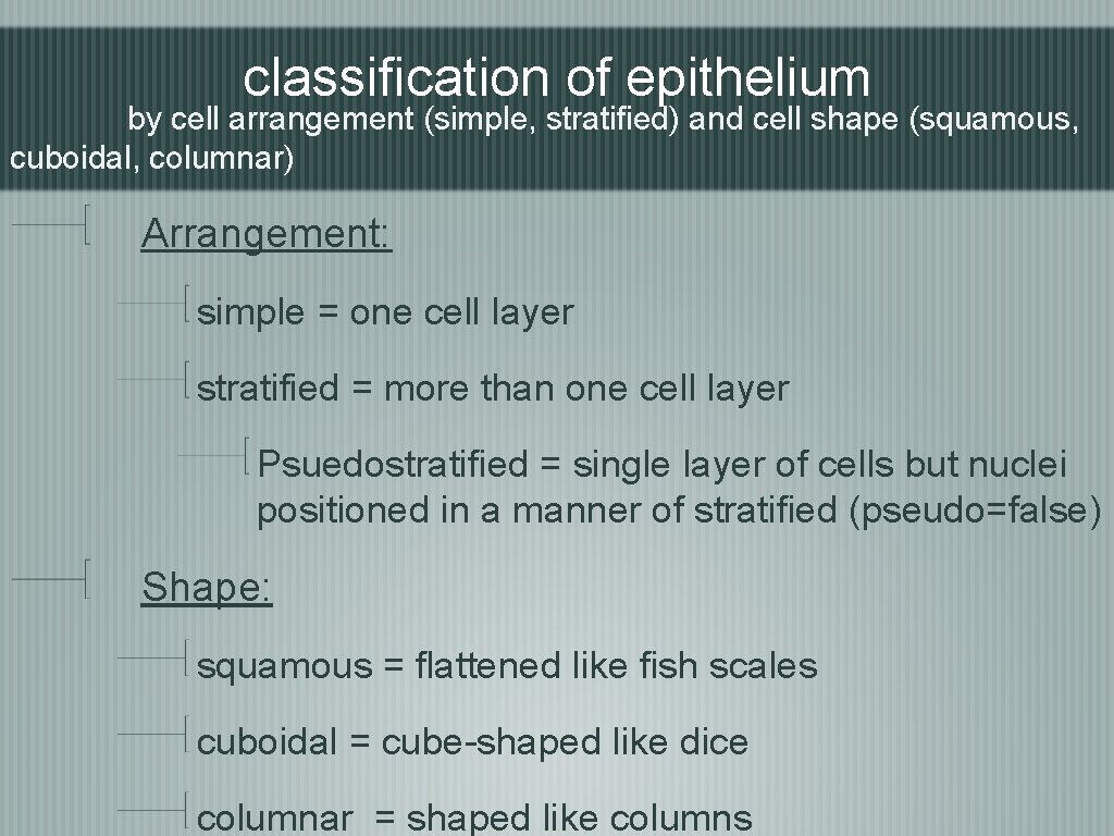 classification of epithelium by cell arrangement (simple, stratified) and cell shape (squamous, cuboidal, columnar)