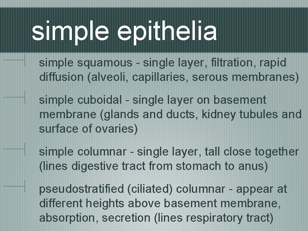 simple epithelia simple squamous - single layer, filtration, rapid diffusion (alveoli, capillaries, serous membranes)