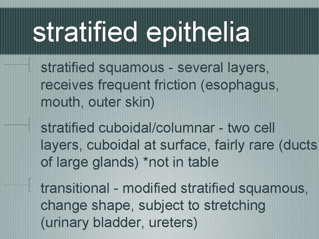 stratified epithelia stratified squamous - several layers, receives frequent friction (esophagus, mouth, outer skin)