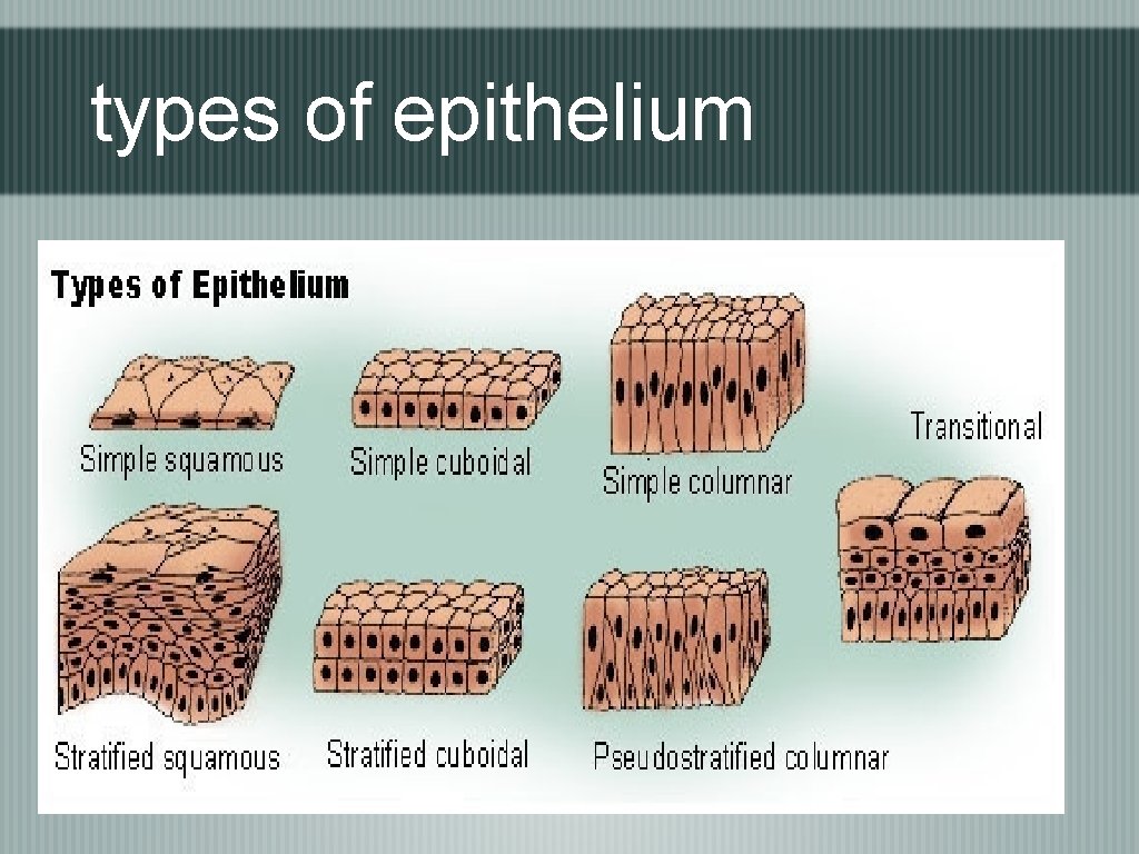 types of epithelium 