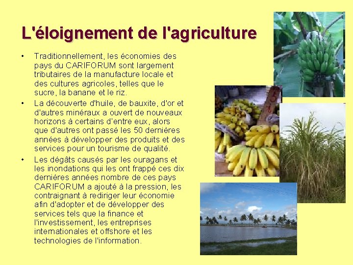 L'éloignement de l'agriculture • • • Traditionnellement, les économies des pays du CARIFORUM sont