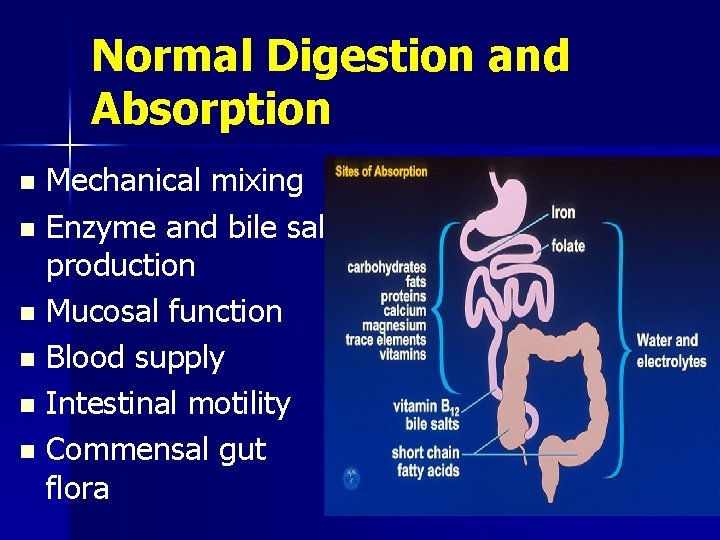 Normal Digestion and Absorption Mechanical mixing n Enzyme and bile salt production n Mucosal