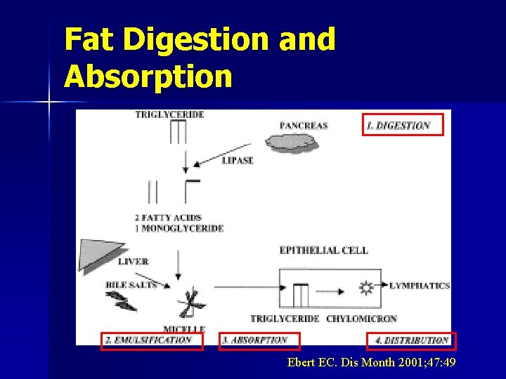 Fat Digestion and Absorption Ebert EC. Dis Month 2001; 47: 49 