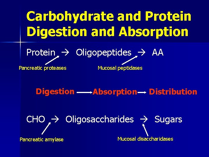 Carbohydrate and Protein Digestion and Absorption Protein Oligopeptides AA Pancreatic proteases Digestion Mucosal peptidases