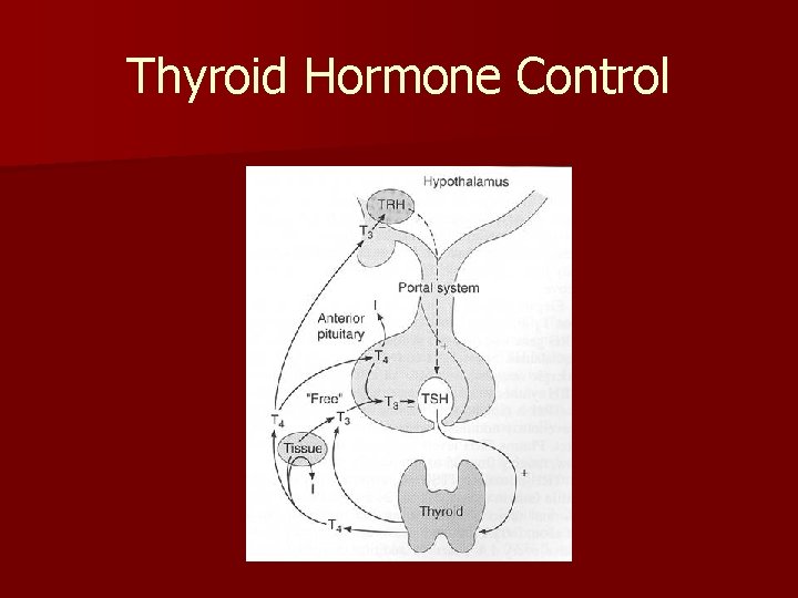 Thyroid Hormone Control 