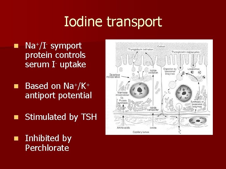 Iodine transport n Na+/I- symport protein controls serum I- uptake n Based on Na+/K+