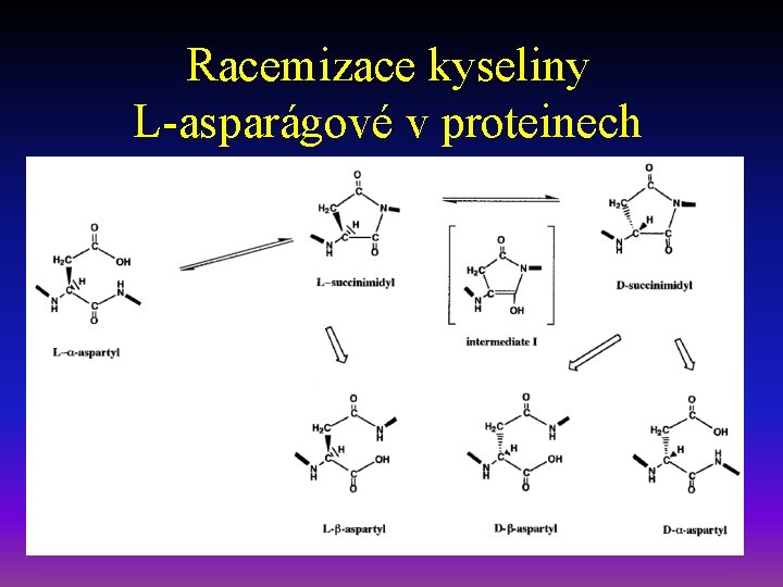 Racemizace kyseliny L-asparágové v proteinech 