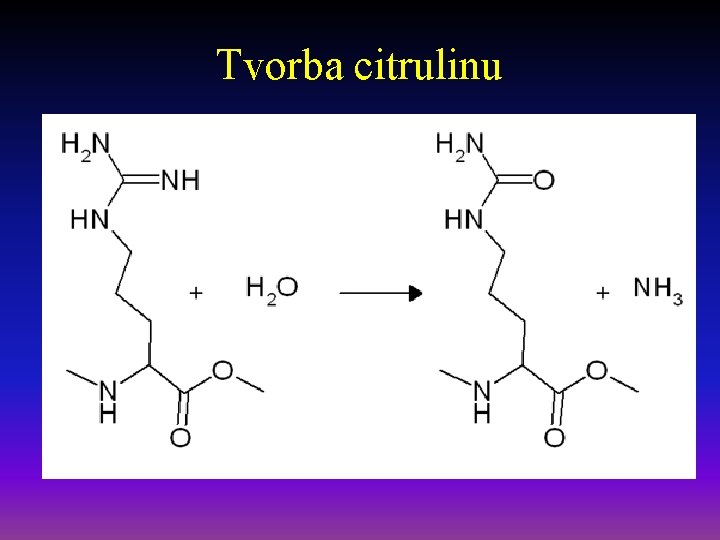 Tvorba citrulinu 