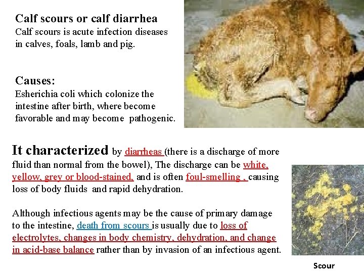 Calf scours or calf diarrhea Calf scours is acute infection diseases in calves, foals,