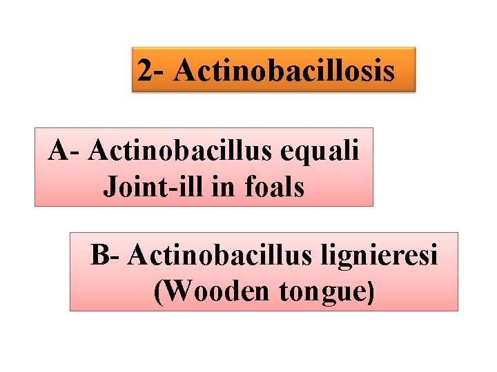 2 - Actinobacillosis A- Actinobacillus equali Joint-ill in foals B- Actinobacillus lignieresi (Wooden tongue)