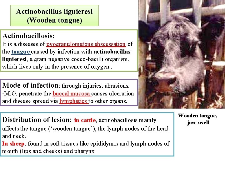 Actinobacillus lignieresi (Wooden tongue) Actinobacillosis: It is a diseases of pyogranulomatous abscessation of the