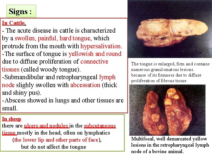 Signs : In Cattle, - The acute disease in cattle is characterized by a