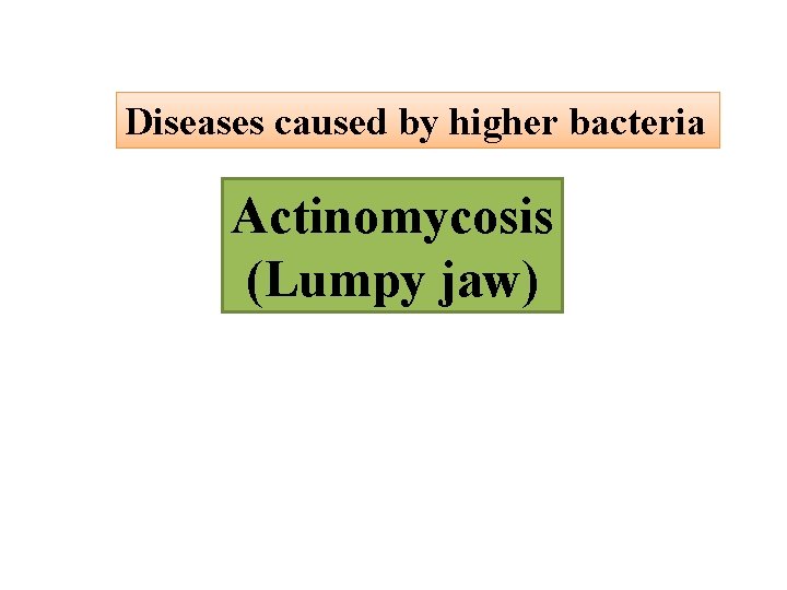 Diseases caused by higher bacteria Actinomycosis (Lumpy jaw) 