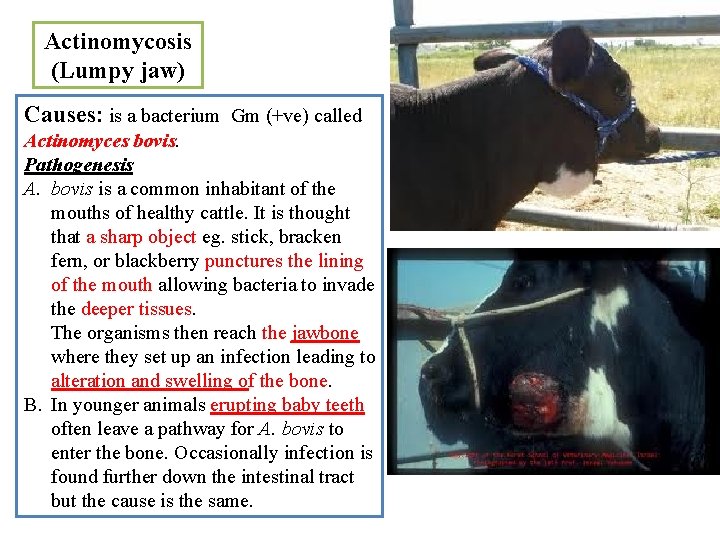 Actinomycosis (Lumpy jaw) Causes: is a bacterium Gm (+ve) called Actinomyces bovis. Pathogenesis A.