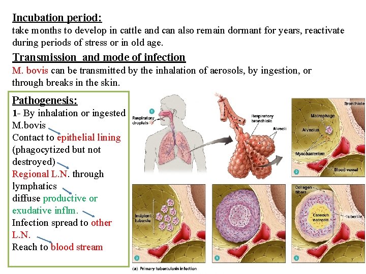 Incubation period: take months to develop in cattle and can also remain dormant for