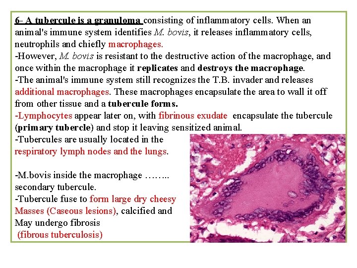 6 - A tubercule is a granuloma consisting of inflammatory cells. When an animal's