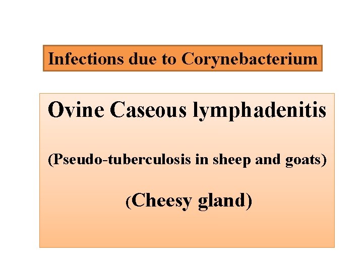 Infections due to Corynebacterium Ovine Caseous lymphadenitis (Pseudo-tuberculosis in sheep and goats) (Cheesy gland)