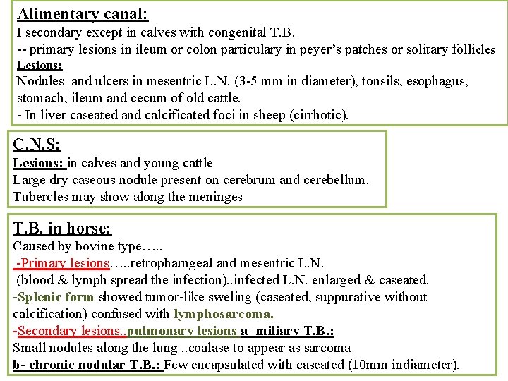 Alimentary canal: I secondary except in calves with congenital T. B. -- primary lesions