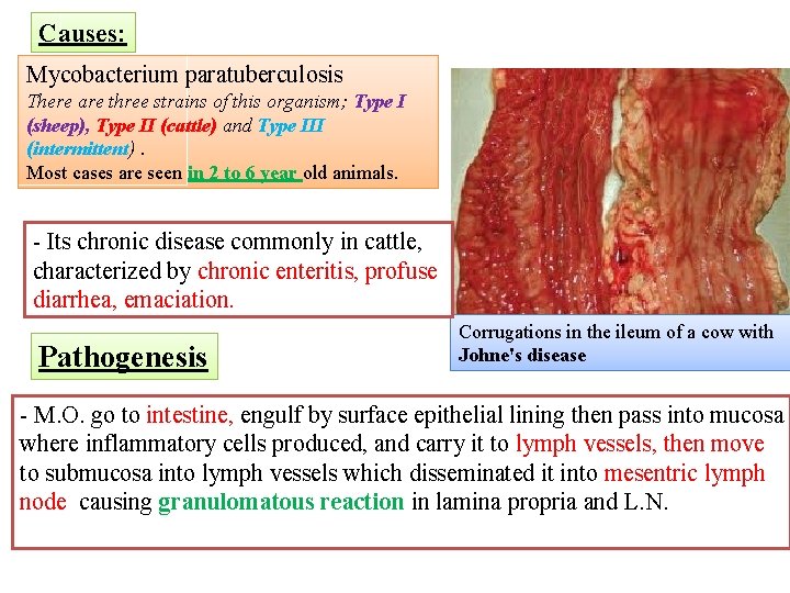 Causes: Mycobacterium paratuberculosis There are three strains of this organism; Type I (sheep), Type