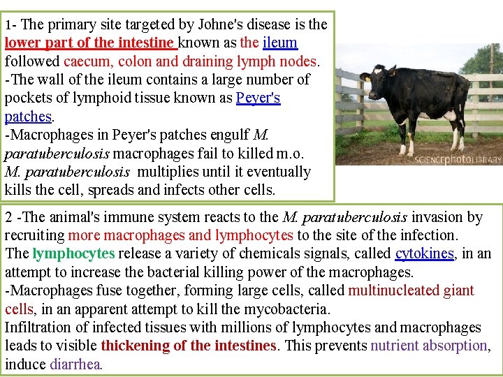 1 - The primary site targeted by Johne's disease is the lower part of