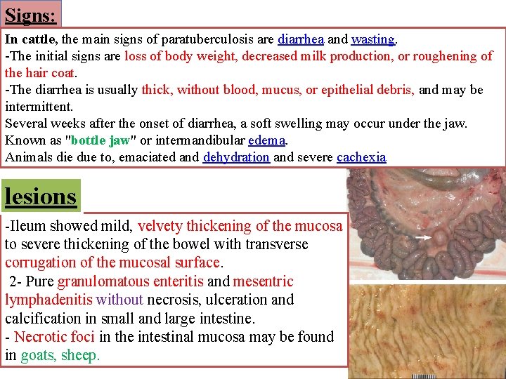 Signs: In cattle, the main signs of paratuberculosis are diarrhea and wasting. -The initial