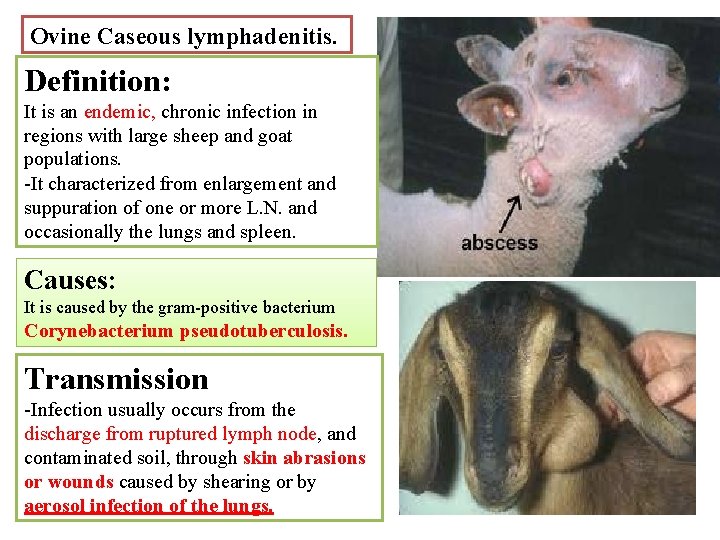 Ovine Caseous lymphadenitis. Definition: It is an endemic, chronic infection in regions with large