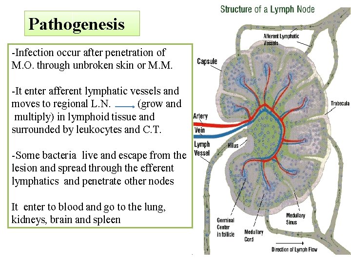 Pathogenesis -Infection occur after penetration of M. O. through unbroken skin or M. M.