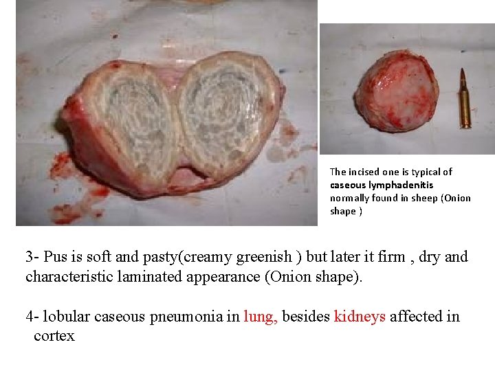 The incised one is typical of caseous lymphadenitis normally found in sheep (Onion shape