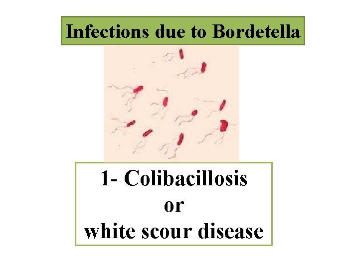 Infections due to Bordetella 1 - Colibacillosis or white scour disease 