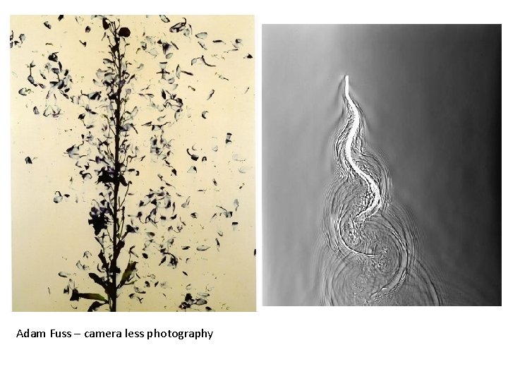 Adam Fuss – camera less photography 