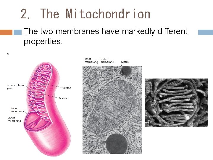 2. The Mitochondrion The two membranes have markedly different properties. 