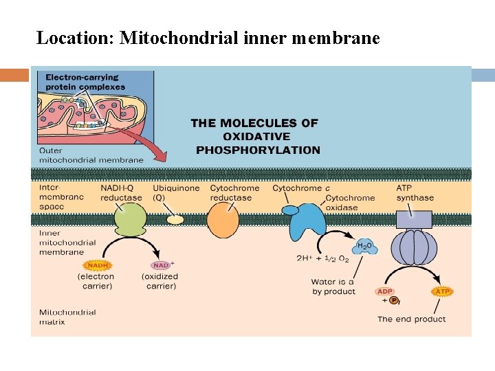 Location: Mitochondrial inner membrane 