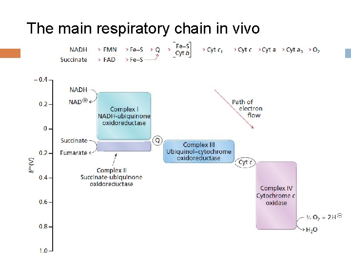 The main respiratory chain in vivo 