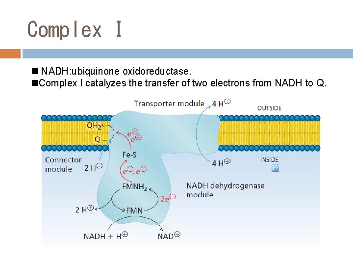 Complex I n NADH: ubiquinone oxidoreductase. n. Complex I catalyzes the transfer of two