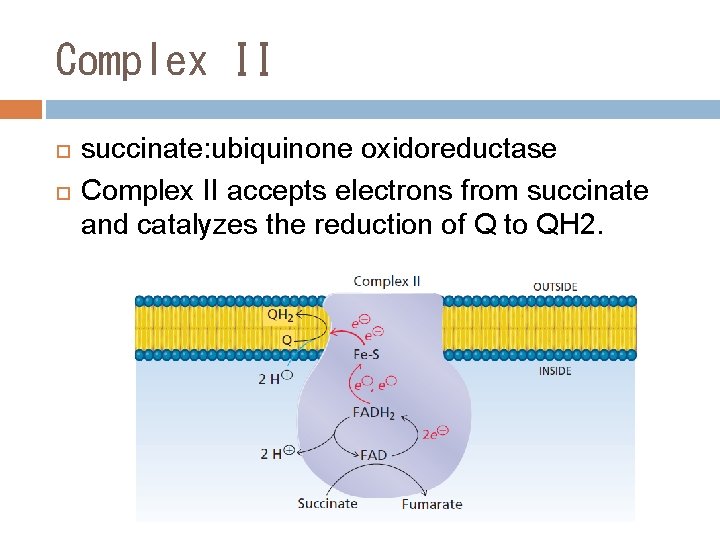 Complex II succinate: ubiquinone oxidoreductase Complex II accepts electrons from succinate and catalyzes the