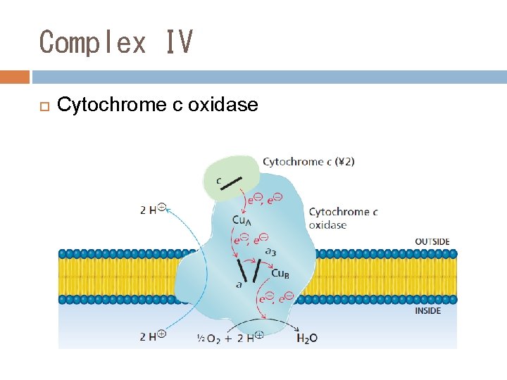 Complex IV Cytochrome c oxidase 