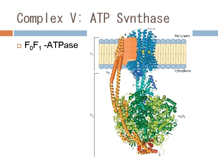 Complex V: ATP Synthase F 0 F 1 -ATPase 