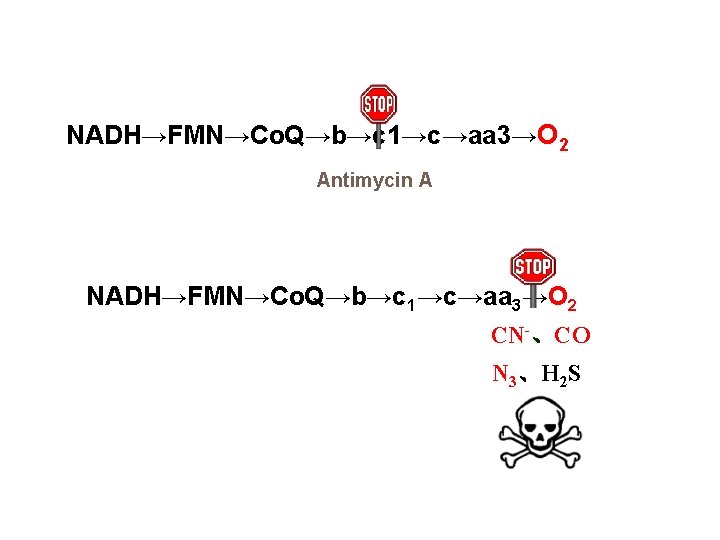 NADH→FMN→Co. Q→b→c 1→c→aa 3→O 2 Antimycin A NADH→FMN→Co. Q→b→c 1→c→aa 3→O 2 CN-、CO N