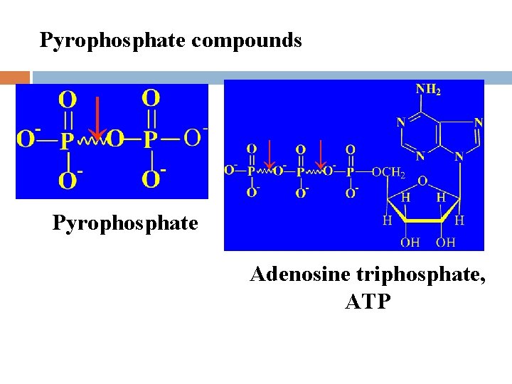 Pyrophosphate compounds ↓ ↓ ↓ Pyrophosphate Adenosine triphosphate, ATP 
