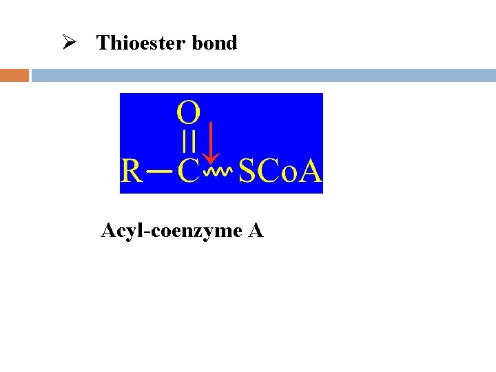 Ø Thioester bond ↓ Acyl-coenzyme A 