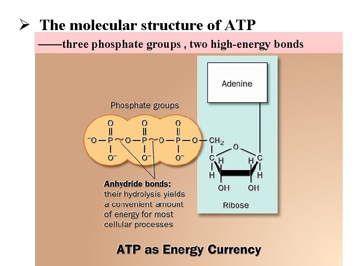 Ø The molecular structure of ATP ——three phosphate groups , two high-energy bonds 
