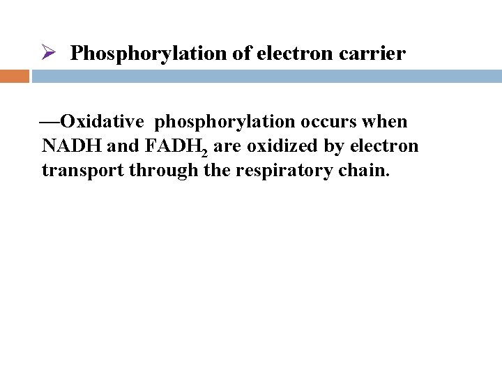 Ø Phosphorylation of electron carrier —Oxidative phosphorylation occurs when NADH and FADH 2 are