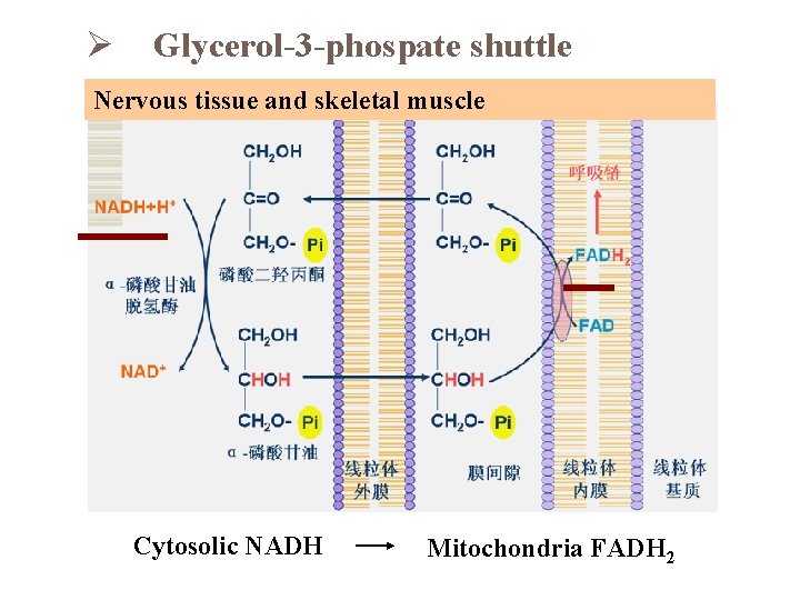 Ø Glycerol-3 -phospate shuttle Nervous tissue and skeletal muscle Cytosolic NADH Mitochondria FADH 2