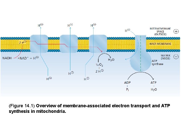 (Figure 14. 1) Overview of membrane-associated electron transport and ATP synthesis in mitochondria. 