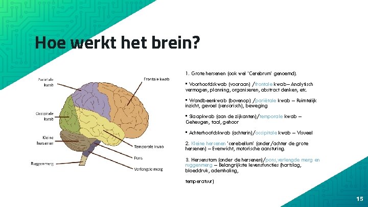 Hoe werkt het brein? 1. Grote hersenen (ook wel ‘Cerebrum’ genoemd). • Voorhoofdskwab (vooraan)