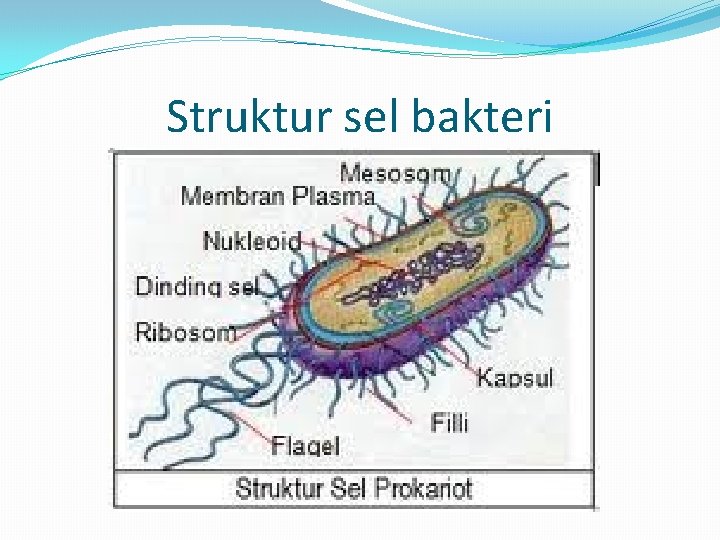 Struktur sel bakteri 