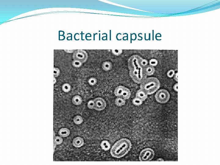 Bacterial capsule 
