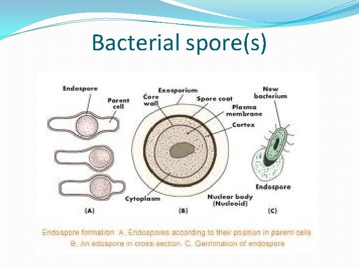 Bacterial spore(s) 