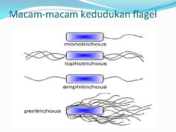 Macam-macam kedudukan flagel 