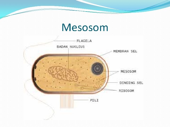 Mesosom 